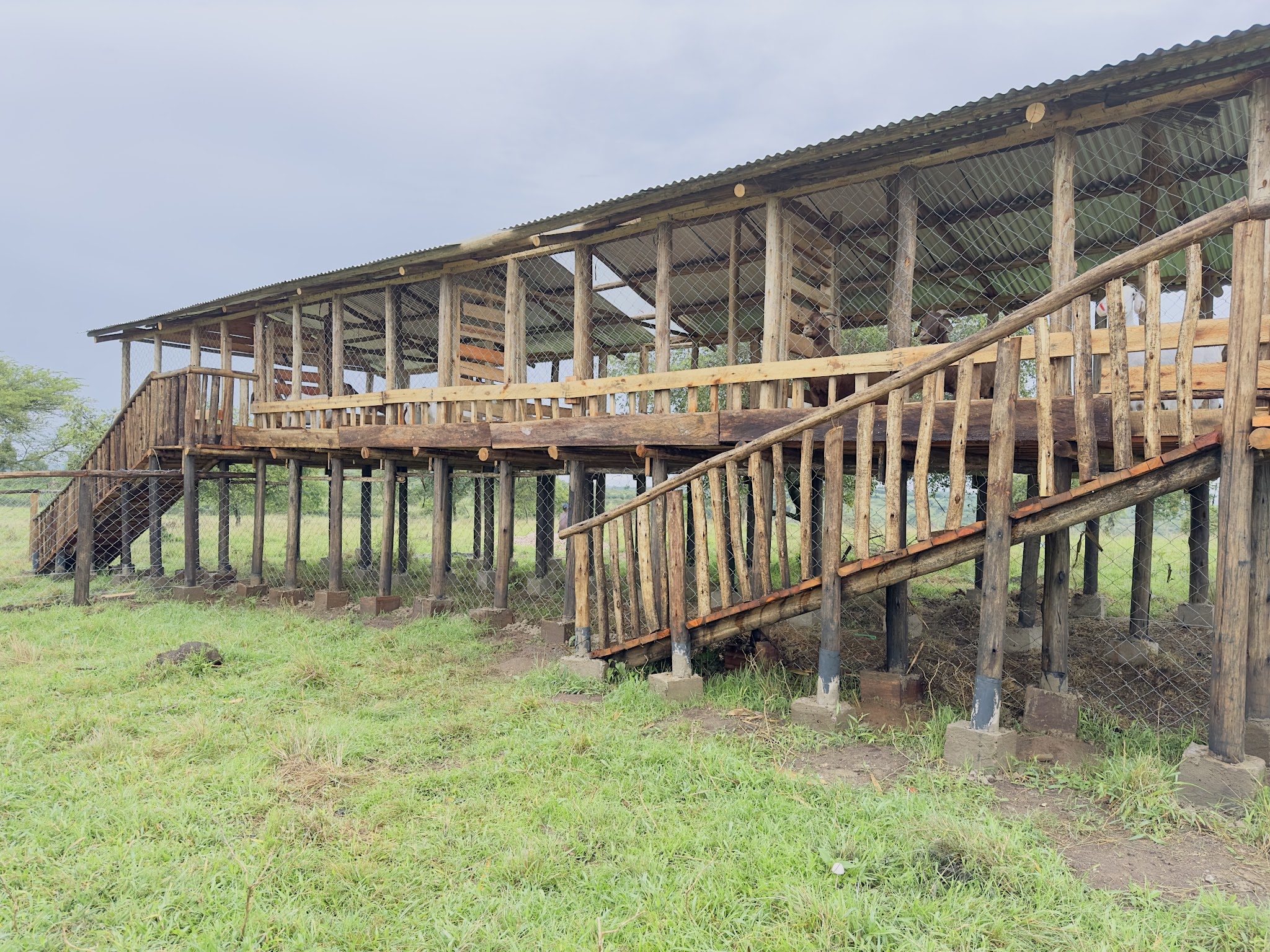 Goat Huts